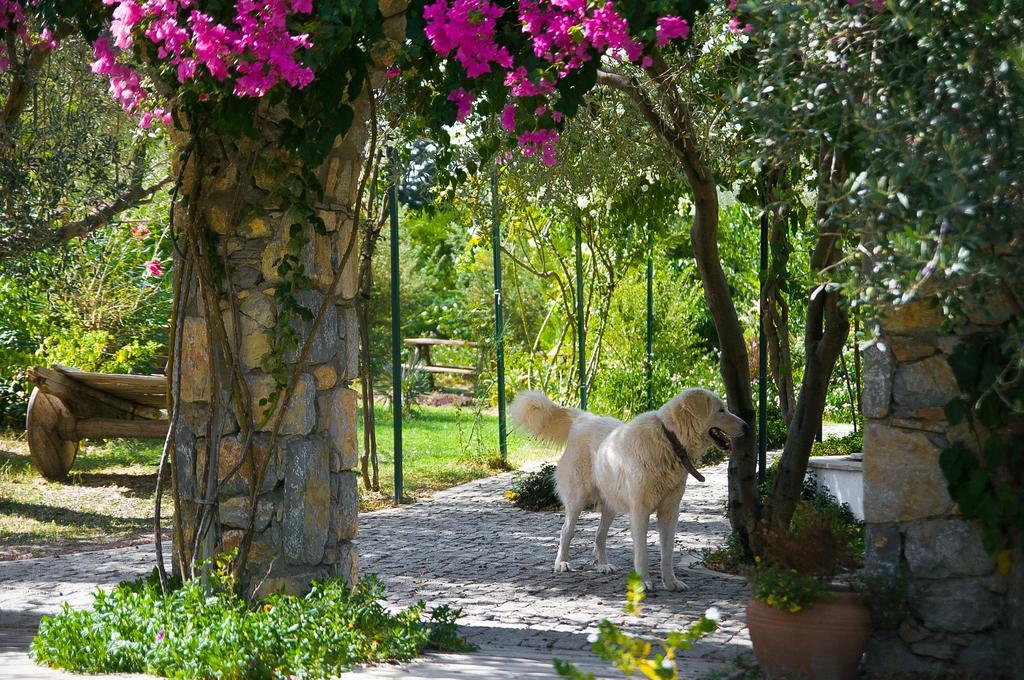 Olive Farm Of Datca Guesthouse (Adults Only) Εξωτερικό φωτογραφία