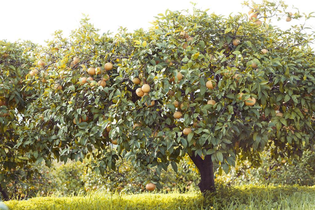 Olive Farm Of Datca Guesthouse (Adults Only) Εξωτερικό φωτογραφία