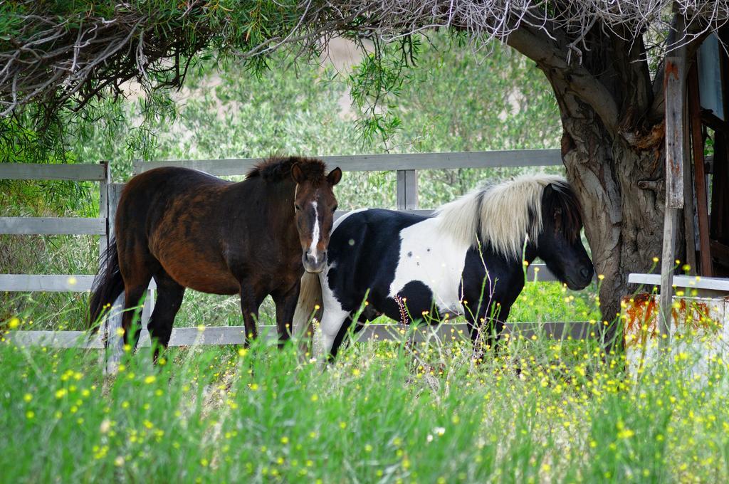 Olive Farm Of Datca Guesthouse (Adults Only) Εξωτερικό φωτογραφία